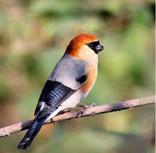 General knowledge about Red-headed bullfinch