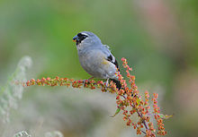 General knowledge about Grey-headed bullfinch