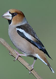 General knowledge about Hawfinch