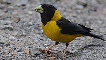 General knowledge about Black-and-yellow grosbeak