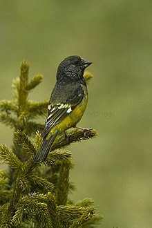 General knowledge about White-winged grosbeak
