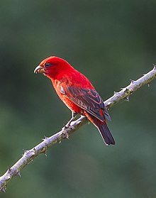 Scarlet finch