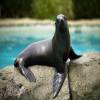 General knowledge about Sea lion