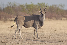 General knowledge about Common Eland