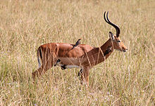 General knowledge about Impala