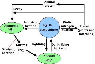 General knowledge about The Nitrogen Cycle