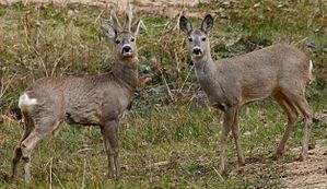 General knowledge about Roe deer