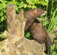 General knowledge about European mink