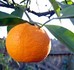 General knowledge about Tangerines