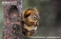 General knowledge about American red squirrel