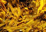 General knowledge about Kelp