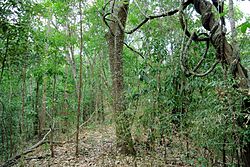 General knowledge about Tropical and subtropical moist broadleaf forests