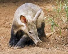 General knowledge about Aardvark