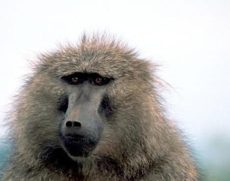 General knowledge about Baboon