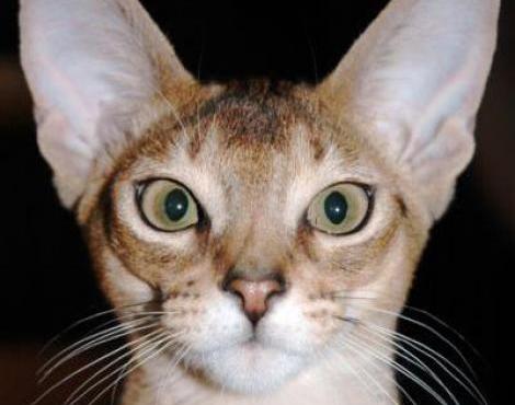 General knowledge about Abyssinian