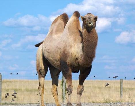 General knowledge about  Bactrian Camel