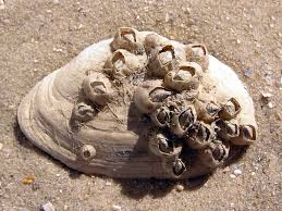 General knowledge about Barnacle