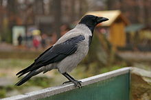 General knowledge about Hooded crow
