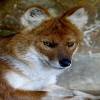 General knowledge about Dhole