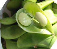 General knowledge about Lima beans nutrition facts