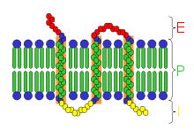 Integral membrane protein