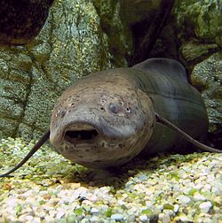 General knowledge about African lungfish