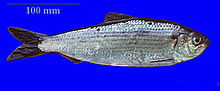 General knowledge about Alewife