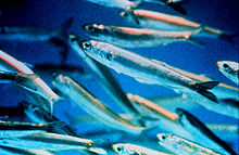 General knowledge about Anchovy