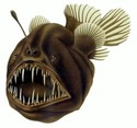 General knowledge about Anglerfish