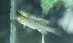General knowledge about Banded killifish