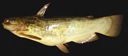 General knowledge about Driftwood catfish