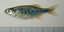 General knowledge about Barred danio