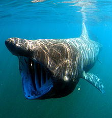 General knowledge about Basking shark