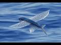 General knowledge about California flying fish
