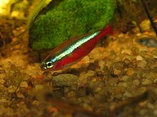 General knowledge about Cardinal tetra