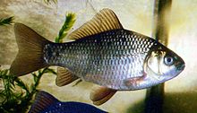 General knowledge about Crucian carp