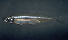 General knowledge about Delta smelt