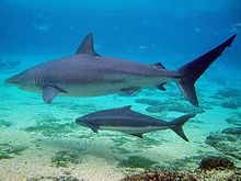 General knowledge about Dusky shark