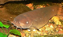 General knowledge about Electric catfish