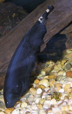 General knowledge about Ghost knifefish