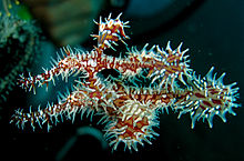 General knowledge about Ghostpipefish