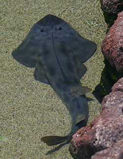 General knowledge about Guitarfish