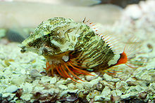 General knowledge about Grunt sculpin