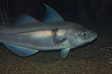 General knowledge about Haddock