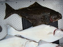 General knowledge about Halibut