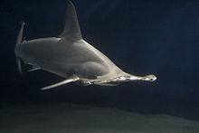 General knowledge about Hammerhead shark