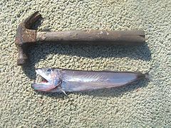 General knowledge about Hammerjaw