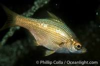 General knowledge about Kelp perch