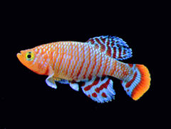 General knowledge about Killifish