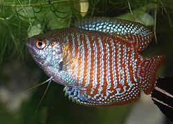 General knowledge about Anabantoidei